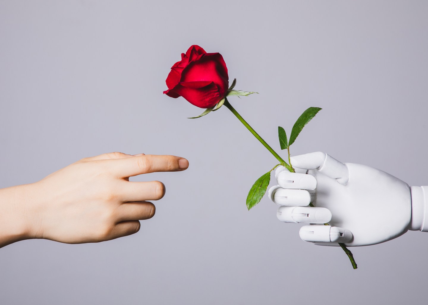 Hand hand taking a rose from a robot hand.