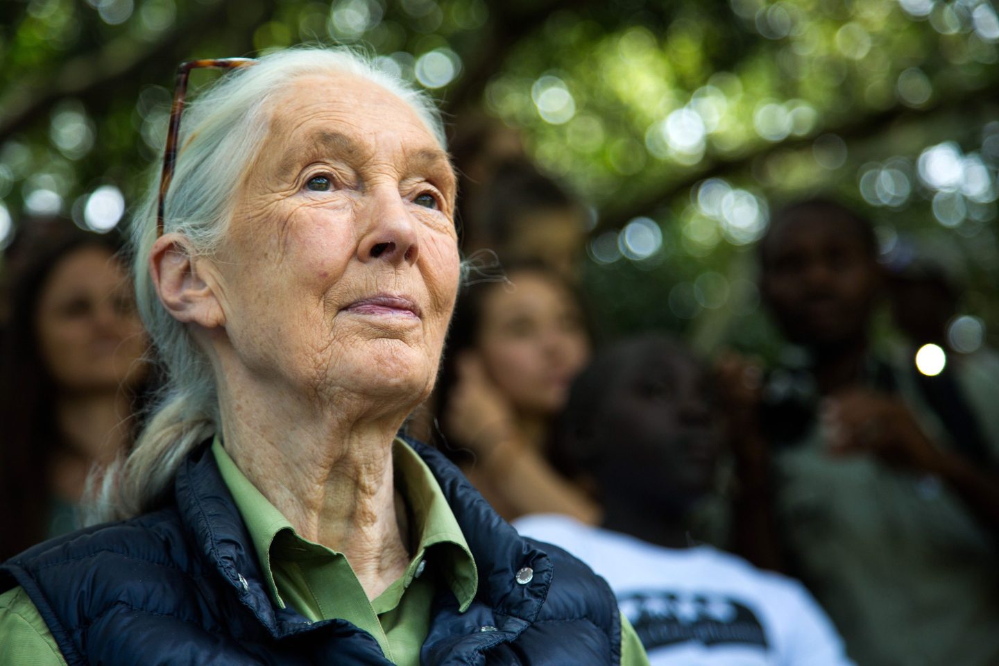 Jane Goodall looking straight ahead