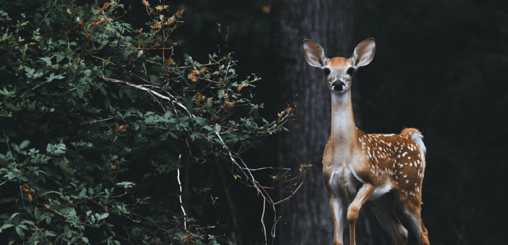 Louisiana Department of Wildlife and Fisheries